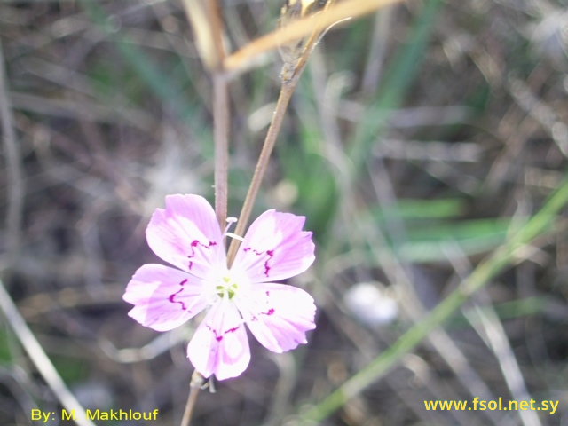 Dianthus strictus Banks. et Sol.